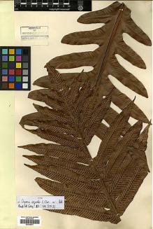 Type specimen at Edinburgh (E). Esquirol, Joseph: 2569. Barcode: E00429074.