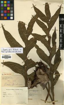 Type specimen at Edinburgh (E). Cavalerie, Pierre: 2807. Barcode: E00429075.