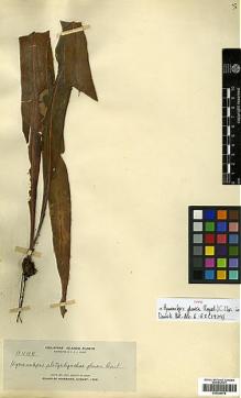 Type specimen at Edinburgh (E). Elmer, Adolph: 11444. Barcode: E00429078.