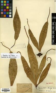 Type specimen at Edinburgh (E). Henry, Caroline: 11461A. Barcode: E00429079.