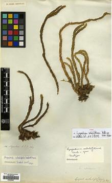 Type specimen at Edinburgh (E). Wallich, Nathaniel: 114. Barcode: E00429082.