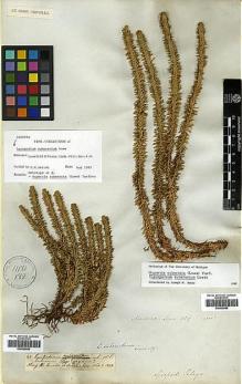 Type specimen at Edinburgh (E). Lowe, Richard: 42?. Barcode: E00429085.