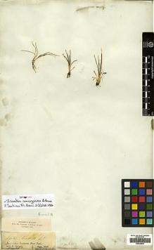 Type specimen at Edinburgh (E). Spruce, Richard: . Barcode: E00429092.