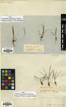 Type specimen at Edinburgh (E). Spruce, Richard: . Barcode: E00429093.