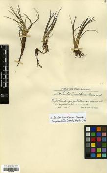 Type specimen at Edinburgh (E). von Türckheim, Hans: 3531. Barcode: E00429097.