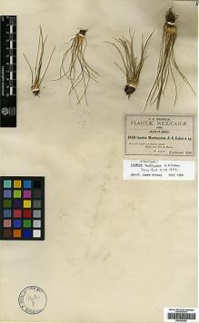Type specimen at Edinburgh (E). Pringle, Cyrus: 3459. Barcode: E00429099.
