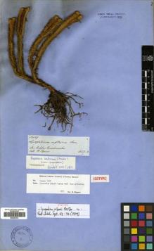 Type specimen at Edinburgh (E). Spruce, Richard: 5429. Barcode: E00429101.