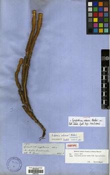Type specimen at Edinburgh (E). Spruce, Richard: 5429. Barcode: E00429102.