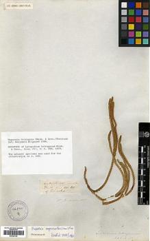 Type specimen at Edinburgh (E). Jameson, William: . Barcode: E00429103.