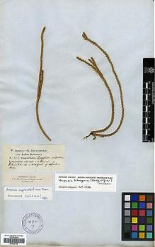 Type specimen at Edinburgh (E). Jameson, William: . Barcode: E00429104.