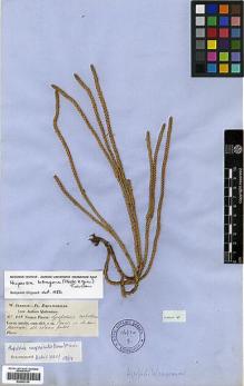 Type specimen at Edinburgh (E). Jameson, William: . Barcode: E00429105.
