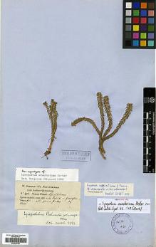 Type specimen at Edinburgh (E). Jameson, William: 411. Barcode: E00429106.