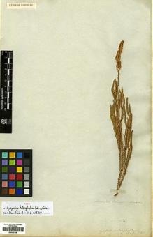Type specimen at Edinburgh (E). Menzies, Archibald: . Barcode: E00429109.