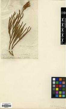 Type specimen at Edinburgh (E). Menzies, Archibald: . Barcode: E00429110.
