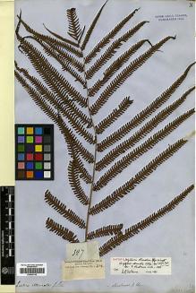 Type specimen at Edinburgh (E). Cuming, Hugh: 327. Barcode: E00429142.