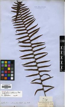 Type specimen at Edinburgh (E). Cuming, Hugh: 279. Barcode: E00429143.