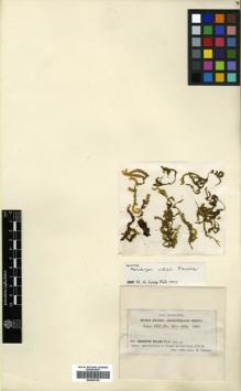 Type specimen at Edinburgh (E). Fleischer, Max: 384. Barcode: E00429152.