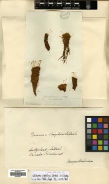 Type specimen at Edinburgh (E). Schleicher, Johann: . Barcode: E00429157.