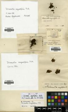 Type specimen at Edinburgh (E). Spruce, Richard: 38B. Barcode: E00429160.