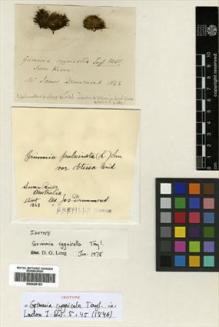 Type specimen at Edinburgh (E). Drummond, James: . Barcode: E00429163.
