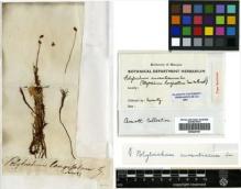 Type specimen at Edinburgh (E). Swartz, Olof: . Barcode: E00429167.