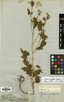 Type specimen at Edinburgh (E). Gardner, George: 3809. Barcode: E00429173.