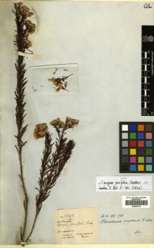 Type specimen at Edinburgh (E). Gardner, George: 2898. Barcode: E00429175.