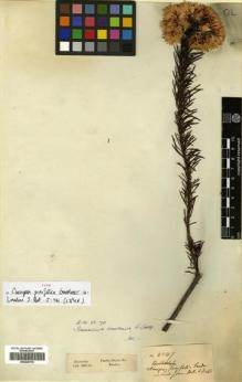 Type specimen at Edinburgh (E). Gardner, George: 4847. Barcode: E00429176.