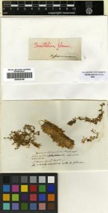 Type specimen at Edinburgh (E). Hooker, Joseph: . Barcode: E00429188.
