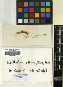 Type specimen at Edinburgh (E). Hooker, Joseph: . Barcode: E00429189.