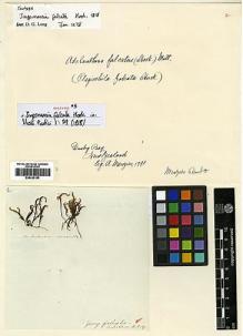 Type specimen at Edinburgh (E). Menzies, Archibald: . Barcode: E00429195.