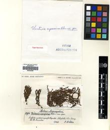 Type specimen at Edinburgh (E). Ellis, J.: 394. Barcode: E00429498.