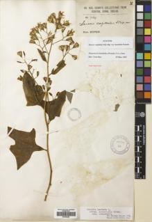 Type specimen at Edinburgh (E). Henry, Augustine: 7569. Barcode: E00430082.