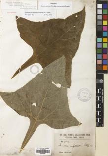 Type specimen at Edinburgh (E). Henry, Augustine: 7569. Barcode: E00430083.