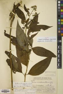 Type specimen at Edinburgh (E). Handel-Mazzetti, Heinrich: 9602. Barcode: E00430084.