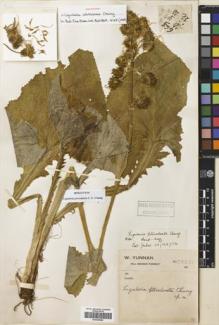Type specimen at Edinburgh (E). Forrest, George: 28837. Barcode: E00430090.