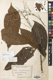 Type specimen at Edinburgh (E). Zenker, Georg: 1805. Barcode: E00430799.