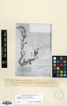 Type specimen at Edinburgh (E). Grossheim, Alexander: . Barcode: E00432737.