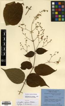 Type specimen at Edinburgh (E). Polunin, Oleg; Sykes, William; Williams, Leonard: 537. Barcode: E00432825.