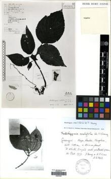 Type specimen at Edinburgh (E). : 22343. Barcode: E00433003.