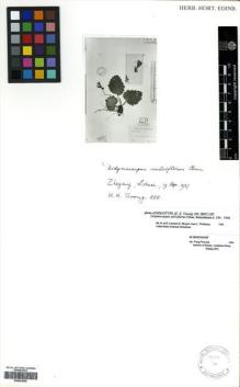 Type specimen at Edinburgh (E). Tsoong, Kuan-Kwang: 288. Barcode: E00433006.