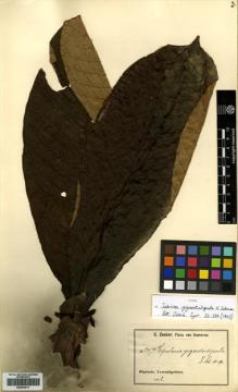 Type specimen at Edinburgh (E). Zenker, Georg: 2474. Barcode: E00433011.