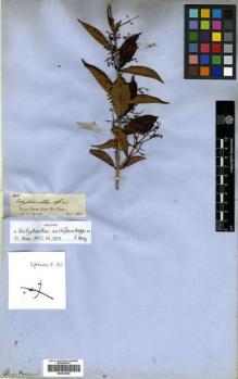 Type specimen at Edinburgh (E). Spruce, Richard: 1815. Barcode: E00433025.