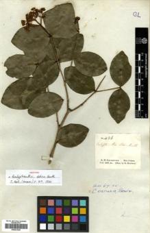 Type specimen at Edinburgh (E). Schomburgk, Robert: 486. Barcode: E00433026.
