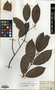 Type specimen at Edinburgh (E). Martius, Carl: 59. Barcode: E00433027.