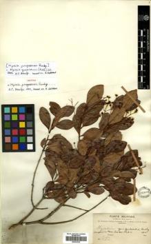 Type specimen at Edinburgh (E). Bang, Miguel: 293. Barcode: E00433030.