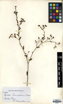 Type specimen at Edinburgh (E). Cunningham, Allan: 290. Barcode: E00433031.