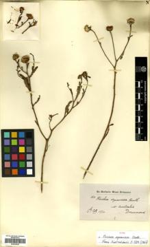 Type specimen at Edinburgh (E). Drummond, James: 6TH COLL. 150. Barcode: E00433034.