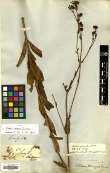 Type specimen at Edinburgh (E). Gardner, George: 4257. Barcode: E00433038.