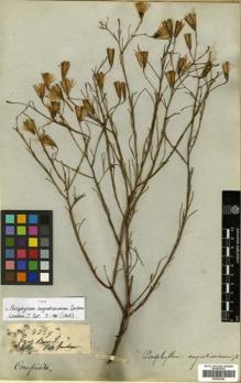 Type specimen at Edinburgh (E). Gardner, George: 4259. Barcode: E00433046.